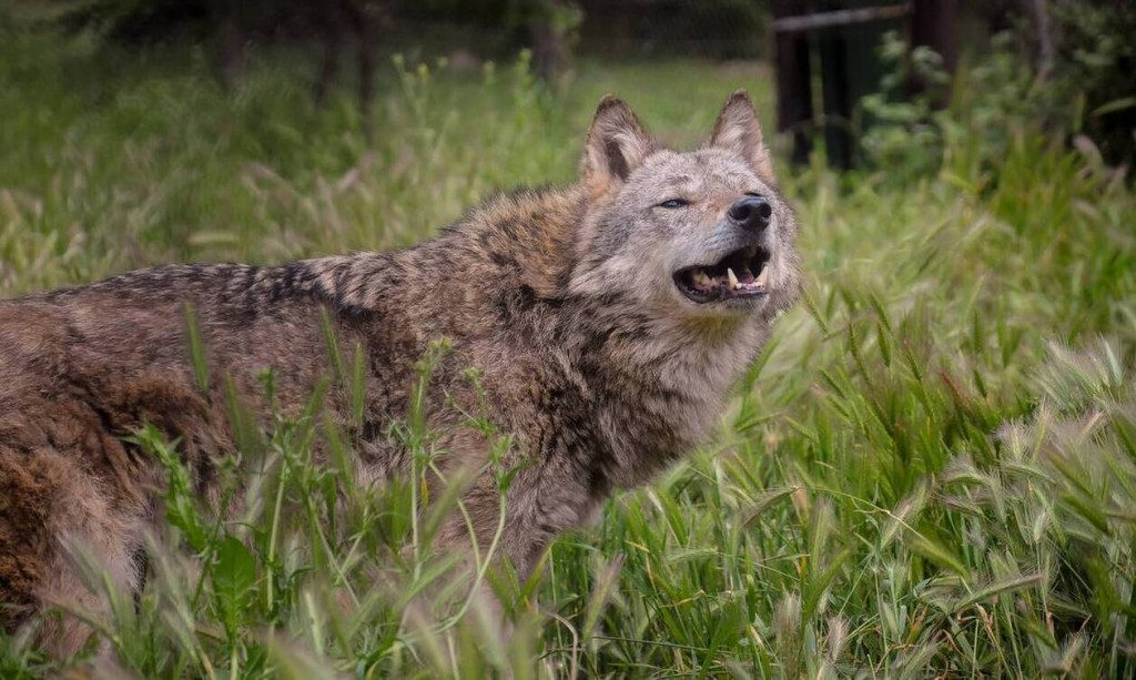 Ναύπακτος: Λύκος έκοβε βόλτες έξω από το γήπεδο ποδοσφαίρου και δίπλα στα σπίτια