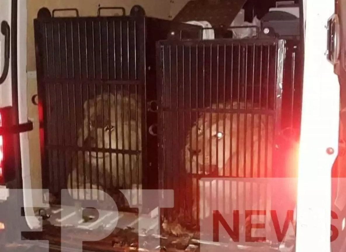 Μύκονος: Αντιδράσεις για τα λιοντάρια και την τίγρη που έφτασαν στο νησί σε μικρά κλουβιά – Ζητούν παρέμβαση εισαγγελέα