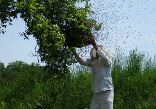 Βιολογική Κτηνοτροφία: Οι 3.017 δικαιούχοι μελισσοκόμοι – Στα 50,5 εκατ. ευρώ οι εντάξεις