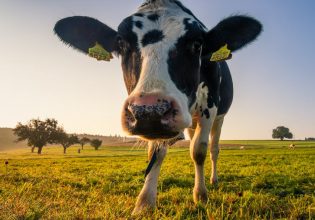 Γάλα: Ερχονται μεγάλες ελλείψεις – Επηρεάζονται φέτα, γραβιέρα και κασέρι