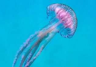 Μωβ μέδουσες: Ποιοι κινδυνεύουν περισσότερο σε περίπτωση τσιμπήματος – Πότε θα έρθει η ύφεση