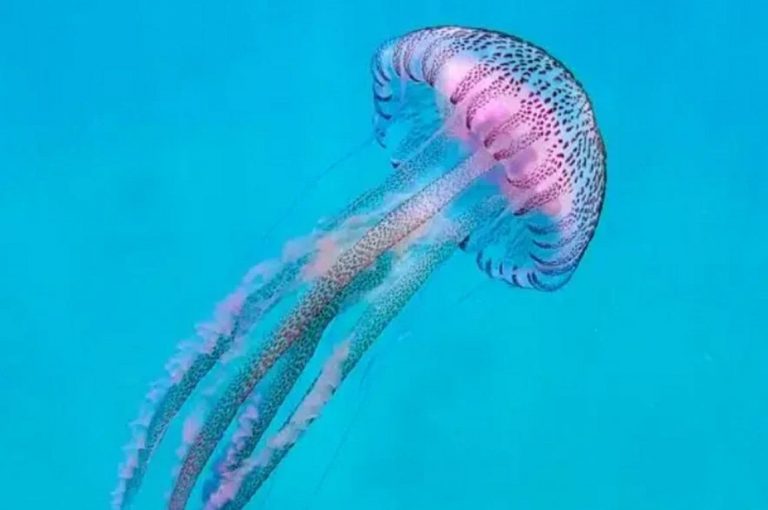 Μωβ μέδουσες: Ποιοι κινδυνεύουν περισσότερο σε περίπτωση τσιμπήματος – Πότε θα έρθει η ύφεση