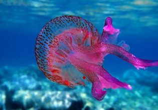 Μωβ μέδουσες: Έκαναν την εμφάνισή τους και στις Κυκλάδες