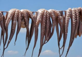 Το ξυδάτο χταπόδι, το γουρούνι, ο κόκορας και μια χώρα σε αφασία