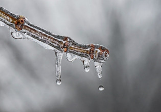 Παγετός 2021: Ξεκινούν αιτήσεις ενίσχυσης συνεταιρισμών και επιχειρήσεων