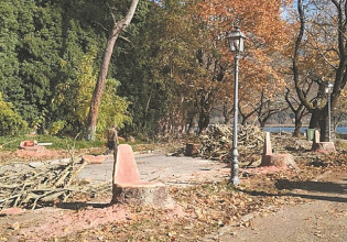 Τα πλατάνια κινδυνεύουν με αφανισμό