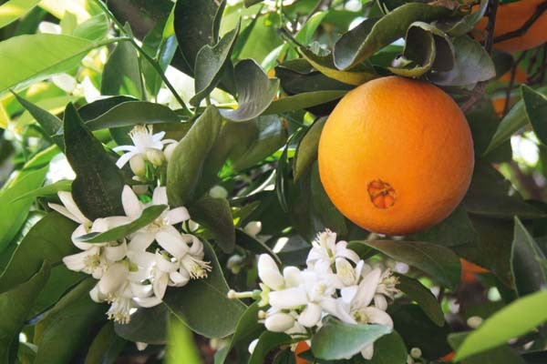 Τα φρούτα που θα σας κάνουν να χάσετε γρήγορα βάρος