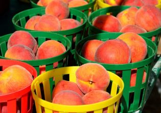 Εξαγωγές: Συνεχίζεται η ανοδική πορεία για βερίκοκο και ροδάκινο