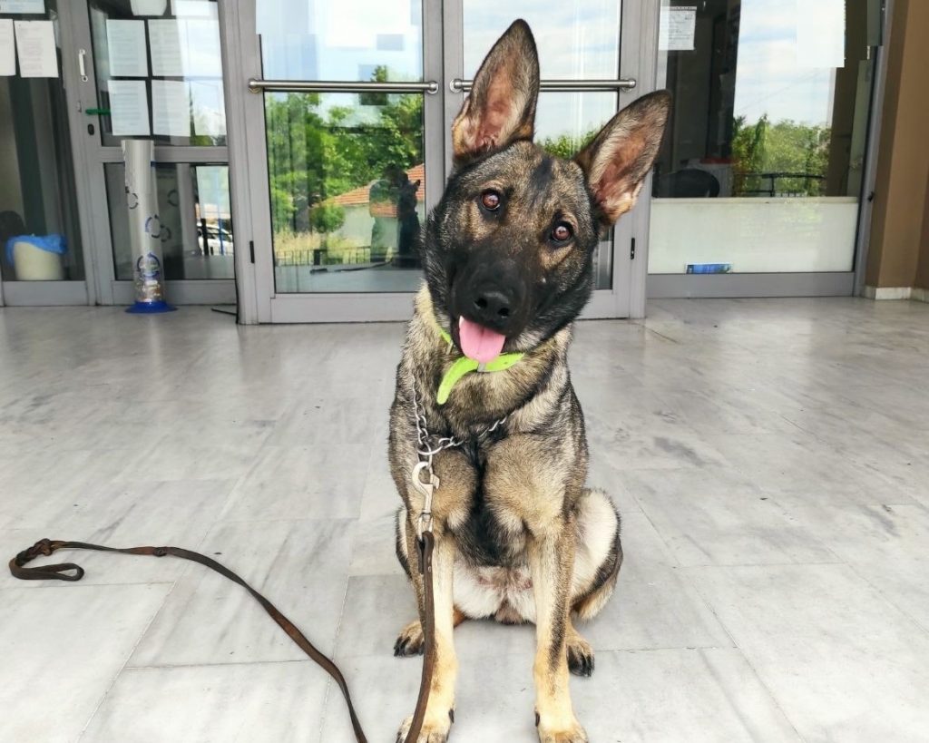 Σέρρες: Ο αστυνομικός σκύλος που «ξετρύπωσε» ποσότητες ηρωίνης και κοκαΐνης μέσα σε χόρτα