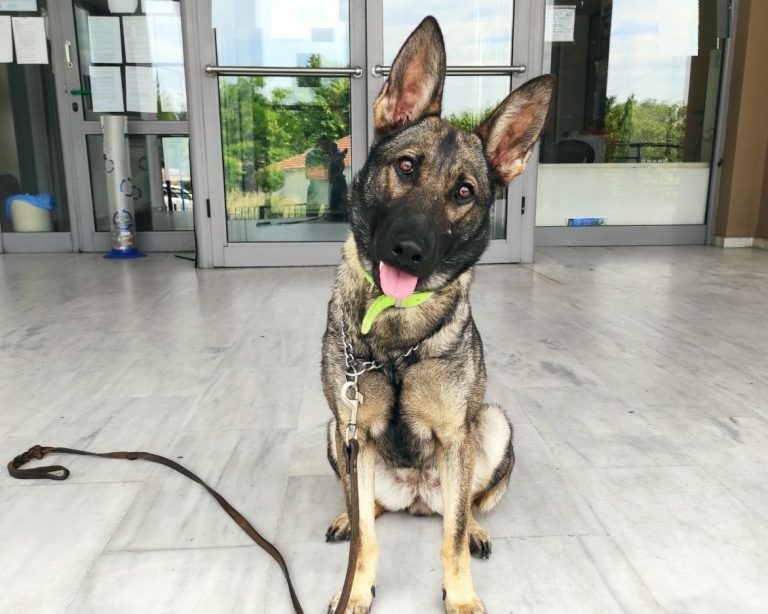 Σέρρες: Ο αστυνομικός σκύλος που «ξετρύπωσε» ποσότητες ηρωίνης και κοκαΐνης μέσα σε χόρτα