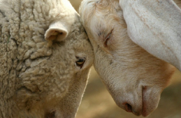 ΣΕΚ: Στην κόψη του ξυραφιού η κτηνοτροφία – Μειώνεται το ζωικό κεφάλαιο