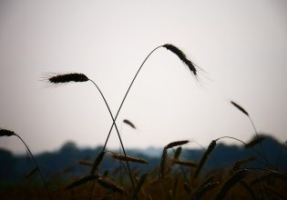 Γρεβενά:  Ζημιές στις αροτραίες καλλιέργειες από την ξηρασία