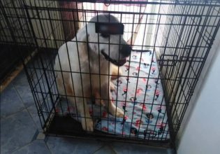 Θεσσαλονίκη: Κρατούσε 16 σκυλιά σε διαμέρισμα 70 τετραγωνικών – Συνελήφθη για κακοποίηση