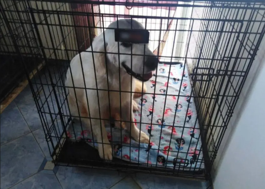 Θεσσαλονίκη: Κρατούσε 16 σκυλιά σε διαμέρισμα 70 τετραγωνικών – Συνελήφθη για κακοποίηση