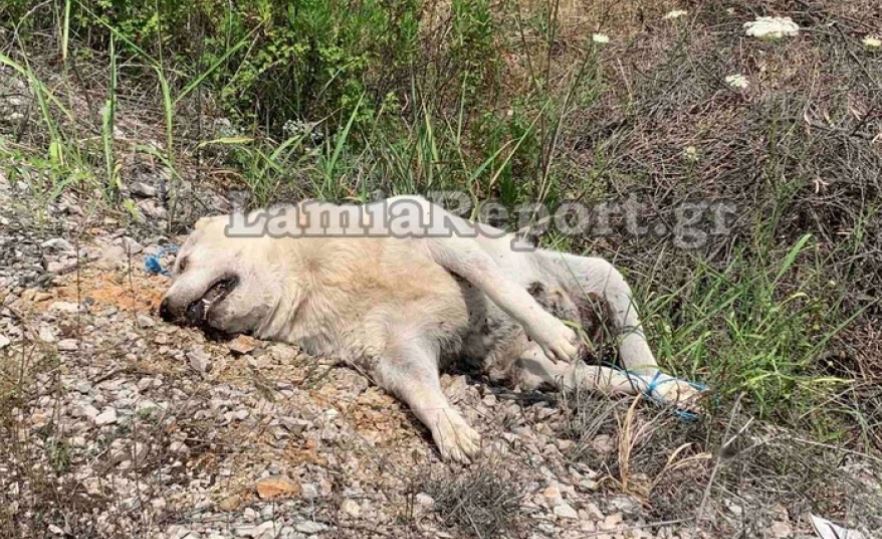 Στυλίδα: Έπνιξαν σκύλο με σχοινί και τον «πέταξαν» στο δρόμο