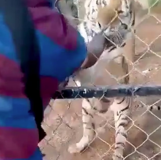 Έβαλε το χέρι του στο κλουβί για να χαϊδέψει την τίγρη και εκείνη του το δάγκωσε – Πέθανε από ανακοπή