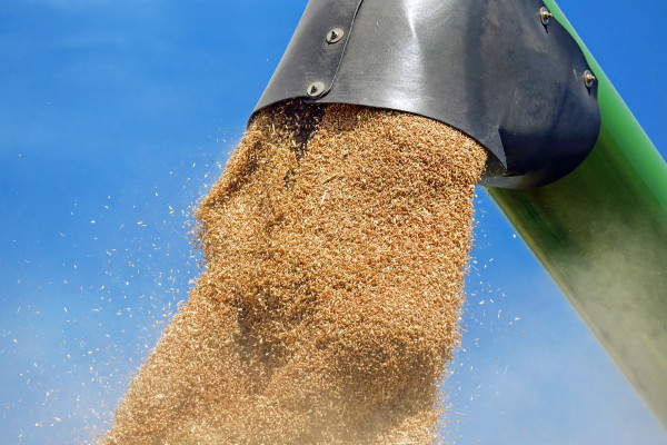 Ιταλία: Μειωμένη κατά 15% η παραγωγή σιταριού εξαιτίας της ξηρασίας