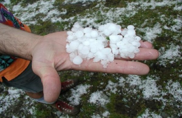 Αγρίνιο: Καταστράφηκε το 40% της παραγωγής σε ελιά και εσπεριδοειδή