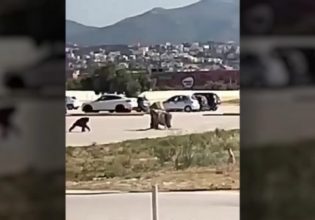 Την υπόθεση θανάτωσης του χιμπατζή αναλαμβάνει ο Αλέξης Κούγιας