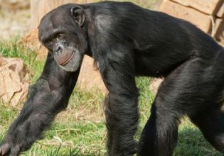 Θανάτωση χιμπατζή: Το να ζει σε πάρκο είναι σαν να ζει ένας άνθρωπος σε ασανσέρ