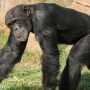Θανάτωση χιμπατζή: Το να ζει σε πάρκο είναι σαν να ζει ένας άνθρωπος σε ασανσέρ