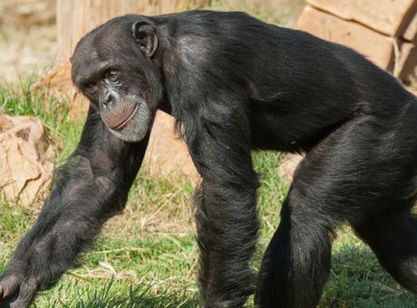 Θανάτωση χιμπατζή: Το να ζει σε πάρκο είναι σαν να ζει ένας άνθρωπος σε ασανσέρ