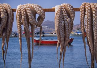 Χαμός στο Twitter με τα «έξυπνα» χταπόδια – «Φάτε καλαμαράκια που είναι κωθώνια»