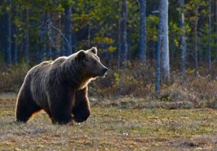Καστοριά: Αρκούδα έκανε «μονόζυγο» για να φάει κεράσια