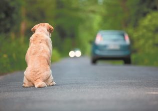 Ζώα συντροφιάς: Ποιες λύσεις θα δώσει η Ειδική Γραμματεία