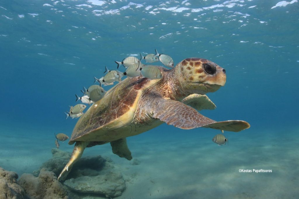 Θαλάσσιες χελώνες: Εκπέμπουν SOS – Φωτογραφική έκθεση για τη σχέση τους με τον άνθρωπο στην Τεχνόπολη