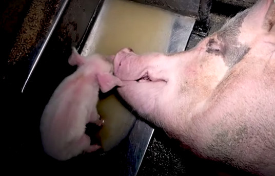 Αυτή είναι η vegan διαφήμιση που απαγορεύτηκε λόγω πολύ σκληρών εικόνων