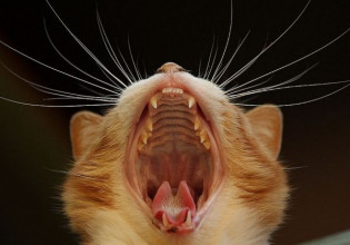 Κρήτη: Κατέληξε στο νοσοκομείο μετά από… επίθεση γάτων