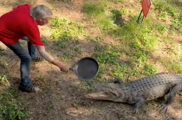 Του όρμηξε κροκόδειλος και εκείνος τον πήρε φαλάγγι με ένα τηγάνι – Το βίντεο που έγινε viral