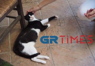 Αιδηψός: Η γατούλα που κλώτσησαν στη θάλασσα είναι πλέον καλά και έγινε μητέρα