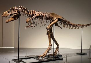 Σπάνιο απολίθωμα γοργόσαυρου αναμένεται να πιάσει εκατομμύρια σε δημοπρασία