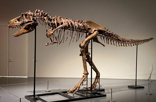Σπάνιο απολίθωμα γοργόσαυρου αναμένεται να πιάσει εκατομμύρια σε δημοπρασία