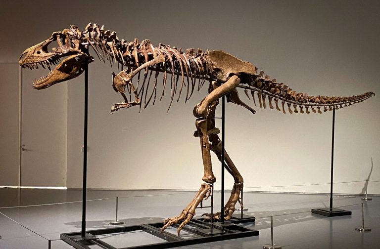 Σπάνιο απολίθωμα γοργόσαυρου αναμένεται να πιάσει εκατομμύρια σε δημοπρασία