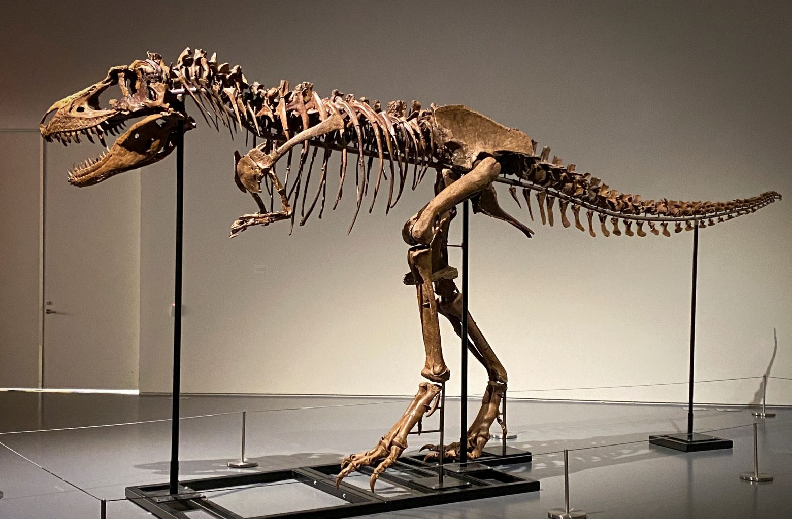 Σπάνιο απολίθωμα γοργόσαυρου αναμένεται να πιάσει εκατομμύρια σε δημοπρασία