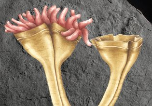 Απολίθωμα 560 εκατ. ετών είναι το αρχαιότερο ζώο που άφησε απογόνους μέχρι σήμερα