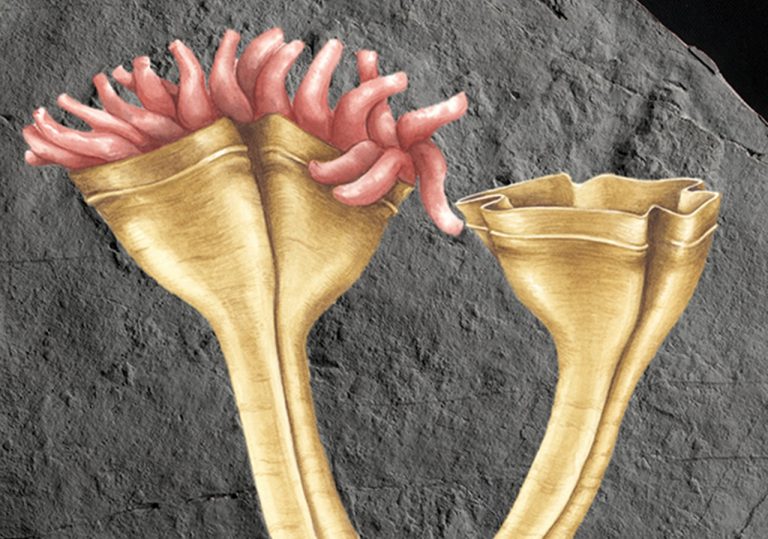 Απολίθωμα 560 εκατ. ετών είναι το αρχαιότερο ζώο που άφησε απογόνους μέχρι σήμερα