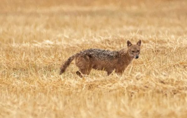 Σπάνιο «χρυσό τσακάλι» εμφανίστηκε στην λίμνη Κάρλα – Εντυπωσιακές εικόνες