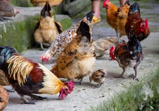 Όταν το κοτόπουλο ήταν εξωτικός νεωτερισμός