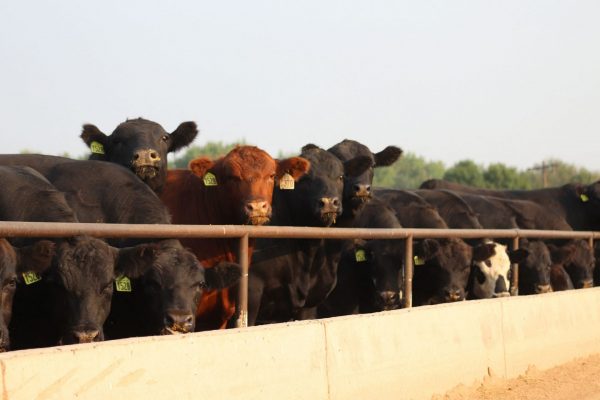 Καύσωνας: Χιλιάδες αγελάδες που πέθαναν από θερμοπληξία στις ΗΠΑ πετάχτηκαν στη χωματερή