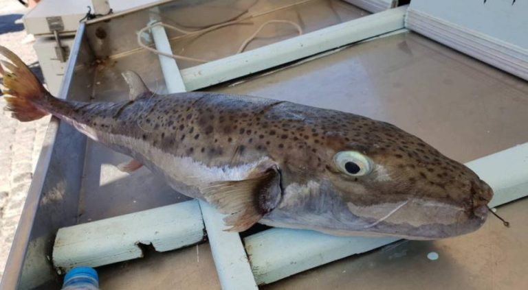 Λαγοκέφαλοι: Την «επικήρυξή» τους ζητούν οι ψαράδες της Καλύμνου