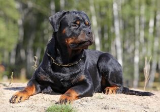 Εύβοια: Σε ΜΕΘ ο 6χρονος που δέχθηκε επίθεση από ροτβάιλερ