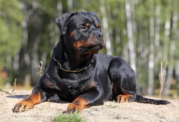 Εύβοια: Σε ΜΕΘ ο 6χρονος που δέχθηκε επίθεση από ροτβάιλερ