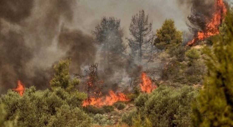 Σάμος: Επιχείρηση της Πυροσβεστικής για την κατάσβεση πυρκαγιάς σε δασική έκταση
