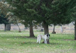 Ομάδα διάσωσης ζώων δημιουργεί ο Δήμος Ηρακλείου