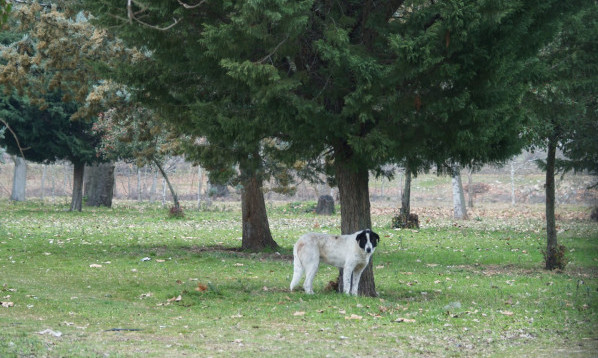 Ομάδα διάσωσης ζώων δημιουργεί ο Δήμος Ηρακλείου
