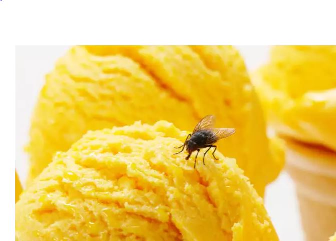 Μύγες: Πώς να απαλλάξετε το σπίτι σας από τις μύγες